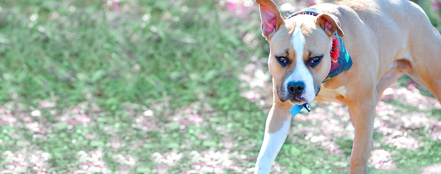 American Staffordshire Terrier Dog Names Popular Male and Female Names Wag!